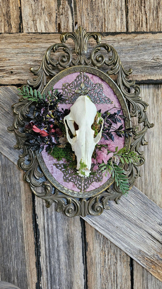 Fox skull on vintage brass frame - unique taxidermy