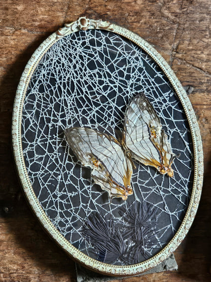 Vintage Gothic frames with real spider webs