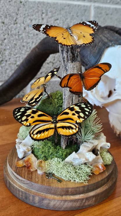 Large glass butterfly dome - Butterflies, bone, insects and crystals terrarium (26cm)