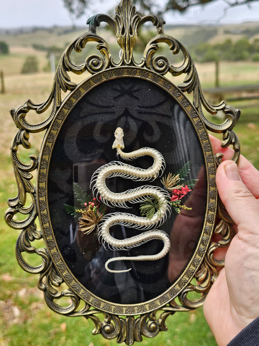 Snake skeleton in Brass Vintage bubble frame