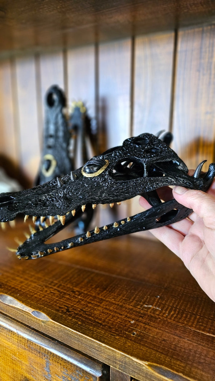 Real crocodile skull - unique taxidermy