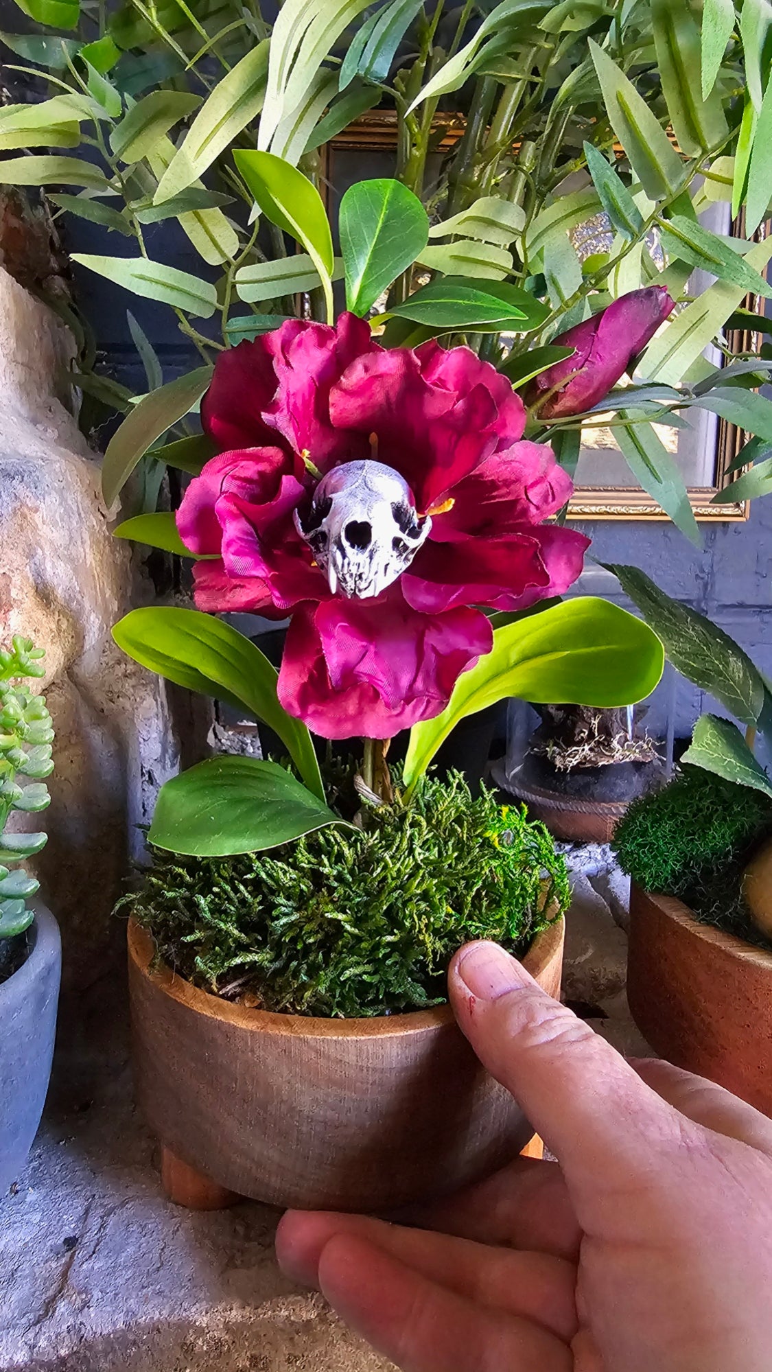 'Cleopatra' - Morticia Adams carnivorous plant with real skull