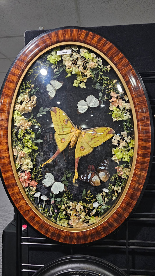Giant Comet Moth in a Vintage Victorian Gothic bubble frame