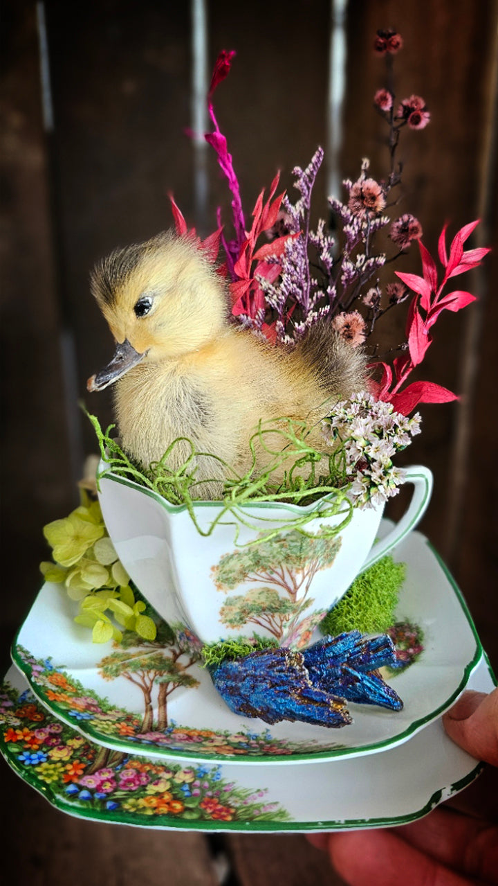 Real taxidermy ducklings - Ducks in Cups