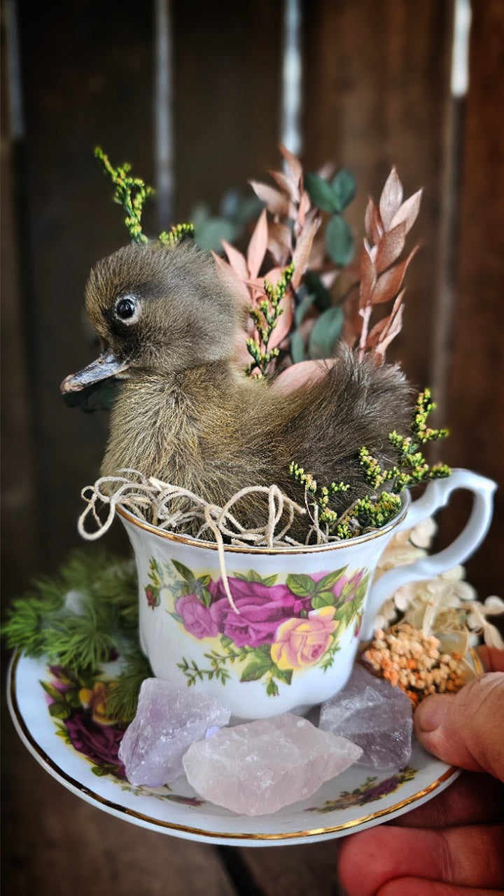 Real taxidermy ducklings - Ducks in Cups